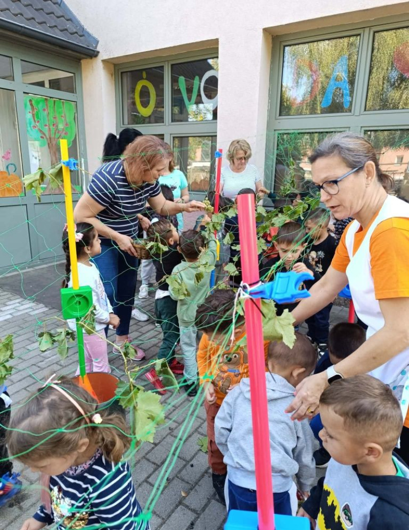 Szüretelés az oviban